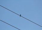 Indigo Bunting (5)