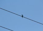 Indigo Bunting (6)