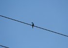 Indigo Bunting (8)