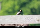 080 - 921 Bobolink