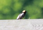 101Bobolink