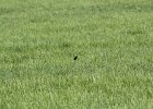 Bobolink (1)