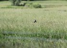 Bobolink (26)