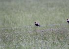 Bobolink (28)