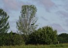 Bobolink (3)