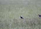 Bobolink (31)