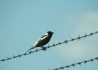 Bobolink (36)