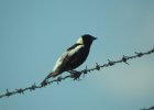 Bobolink (37)