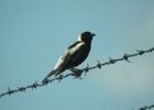 Bobolink (38)