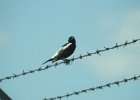 Bobolink (39)
