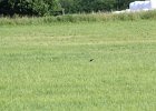 Bobolink (4)
