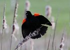 101Red-winged Blackbird