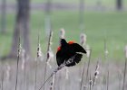 Red-winged Blackbird (1)