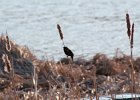 Red-winged Blackbird (12)