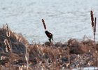 Red-winged Blackbird (13)