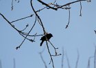 Red-winged Blackbird (14)