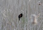 Red-winged Blackbird (2)