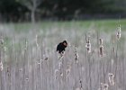 Red-winged Blackbird (3)