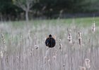 Red-winged Blackbird (4)