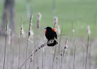 Red-winged Blackbird (5)