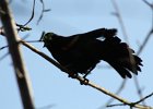 Red-winged Blackbird (6)