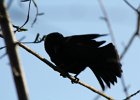 Red-winged Blackbird (7)