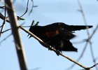 Red-winged Blackbird (8)