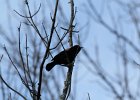 Red-winged Blackbird (9)
