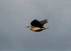 101Eastern Meadowlark