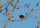 Eastern Meadowlark (1)