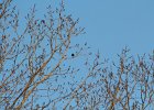 Eastern Meadowlark (14)