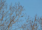 Eastern Meadowlark (15)