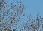 Eastern Meadowlark (16)