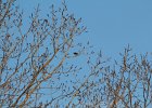 Eastern Meadowlark (17)