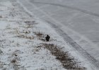 Eastern Meadowlark (38)