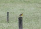 Eastern Meadowlark
