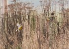 Western Meadowlark (1)