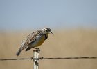 Western Meadowlark (20)