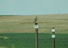 Western Meadowlark (21)