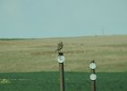 Western Meadowlark (22)