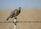 Western Meadowlark (23)