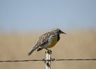 Western Meadowlark (24)