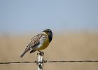 Western Meadowlark (25)