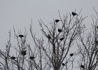Yellow-headed Blackbird (104)