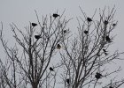 Yellow-headed Blackbird (107)
