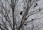 Yellow-headed Blackbird (108)