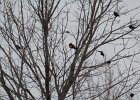 Yellow-headed Blackbird (109)