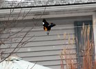 Yellow-headed Blackbird (11)