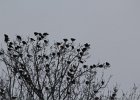 Yellow-headed Blackbird (112)