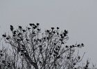 Yellow-headed Blackbird (113)